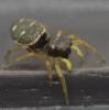 Heliophanus cupreus